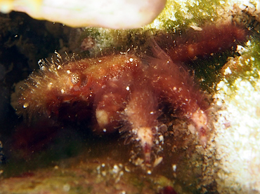 Banded Clinging Crab - Mithrax cinctimanus - Cozumel, Mexico