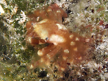 Banded Clinging Crab - Mithrax cinctimanus - Turks and Caicos