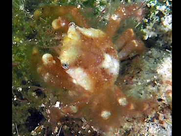 Banded Clinging Crab - Mithrax cinctimanus - Turks and Caicos