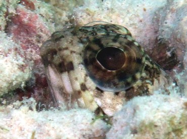 Banded Jawfish - Opistognathus macrognathus - Grand Cayman