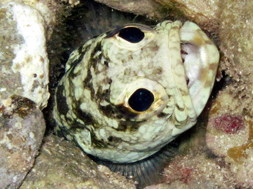 Banded Jawfish - Opistognathus macrognathus - St John, USVI