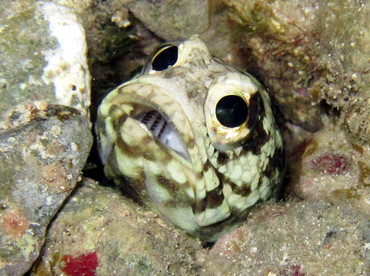 Banded Jawfish - Opistognathus macrognathus - St John, USVI