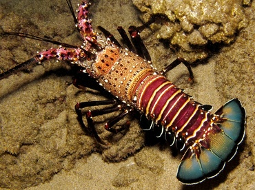 Banded Spiny Lobster - Panulirus marginatus - Maui, Hawaii