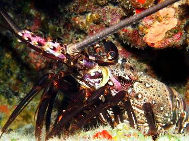 Banded Spiny Lobster - Panulirus marginatus - Big Island, Hawaii