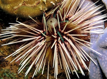 Banded Urchin - Echinothrix calamaris - Dumaguete, Philippines