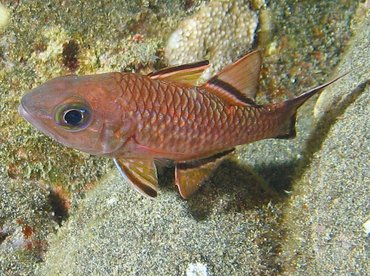 Bandfin Cardinalfish - Pristiapogon taeniopterus - Big Island, Hawaii