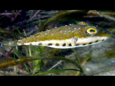 Bandtail Puffer - Sphoeroides spengleri - Blue Heron Bridge, Florida