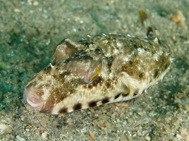 Bandtail Puffer - Sphoeroides spengleri - Blue Heron Bridge, Florida