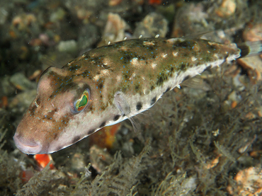 Bandtail Puffer - Sphoeroides spengleri - Blue Heron Bridge, Florida