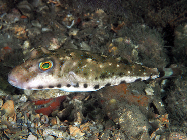 Bandtail Puffer - Sphoeroides spengleri - Blue Heron Bridge, Florida