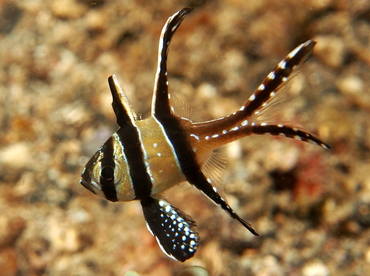 Banggai Cardinalfish - Pterapogon kauderni - Lembeh Strait, Indonesia