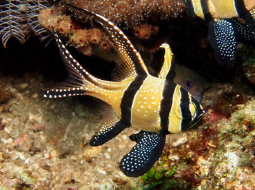 Banggai Cardinalfish - Pterapogon kauderni - Lembeh Strait, Indonesia