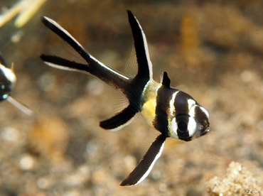 Banggai Cardinalfish - Pterapogon kauderni - Lembeh Strait, Indonesia