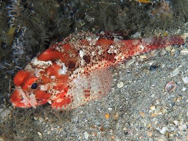Barbfish - Scorpaena brasiliensis - Blue Heron Bridge, Florida