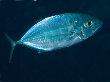 Barcheek Trevally - Carangoides plagiotaenia - Fiji