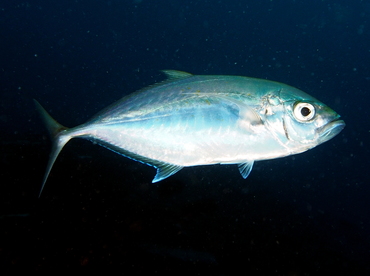 Barcheek Trevally - Carangoides plagiotaenia - Fiji