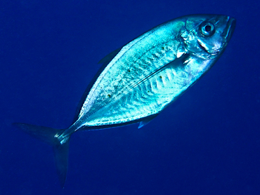 Barcheek Trevally - Carangoides plagiotaenia - Coral Sea, Australia