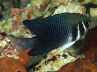 Western Barhead Damsel - Neoglyphidodon thoracotaeniatus - Wakatobi, Indonesia