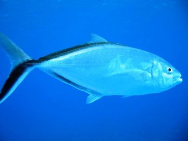 Bar Jack - Carangoides ruber - Little Cayman