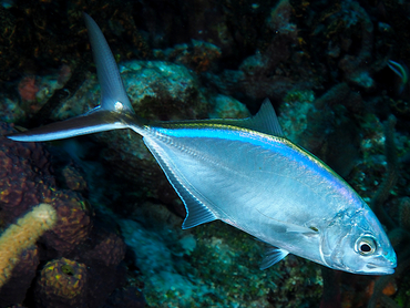 Bar Jack - Carangoides ruber - Cozumel, Mexico