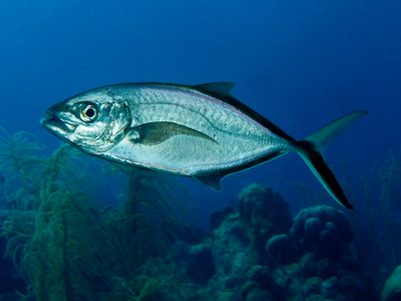 Bar Jack - Carangoides ruber - Bonaire