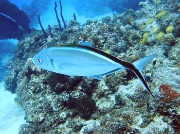 Bar Jack - Carangoides ruber - Bimini, Bahamas