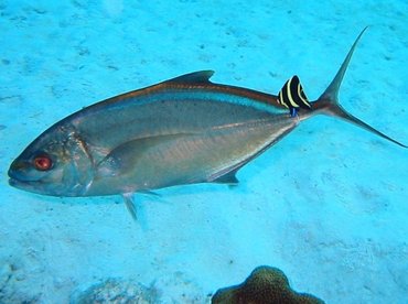 Bar Jack - Carangoides ruber - Bonaire