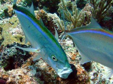 Bar Jack - Carangoides ruber - Nassau, Bahamas