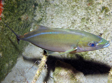 Bar Jack - Carangoides ruber - Nassau, Bahamas