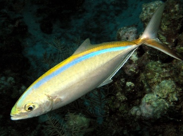 Bar Jack - Carangoides ruber - Grand Cayman