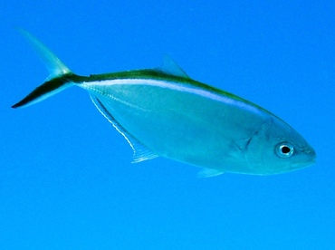 Bar Jack - Carangoides ruber - Nassau, Bahamas