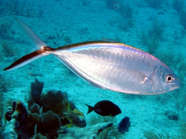 Bar Jack - Carangoides ruber - Key Largo, Florida