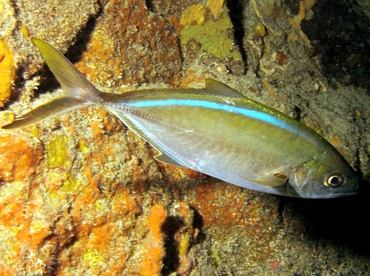 Bar Jack - Carangoides ruber - St Thomas, USVI