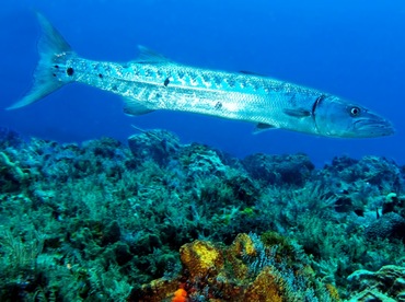 Great Barracuda - Sphyraena barracuda - Cozumel, Mexico