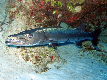 Great Barracuda - Sphyraena barracuda - Turks and Caicos