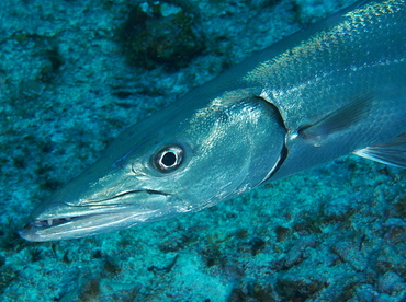 Great Barracuda - Sphyraena barracuda - Cozumel, Mexico