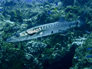 Great Barracuda - Sphyraena barracuda - Cozumel, Mexico