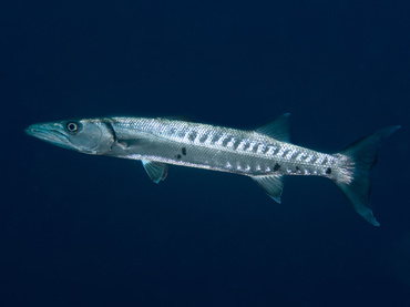 Great Barracuda - Sphyraena barracuda - Turks and Caicos