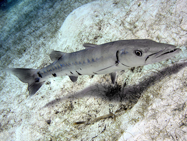 Great Barracuda - Sphyraena barracuda - Turks and Caicos