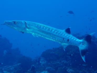 Great Barracuda - Sphyraena barracuda - Rangiroa, French Polynesia