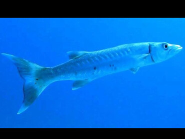 Great Barracuda - Sphyraena barracuda - Little Cayman