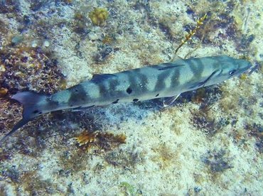 Great Barracuda - Sphyraena barracuda - Bimini, Bahamas