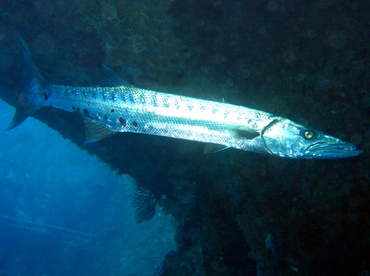 Great Barracuda - Sphyraena barracuda - Key Largo, Florida