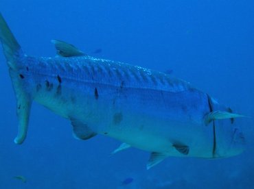 Great Barracuda - Sphyraena barracuda - Turks and Caicos