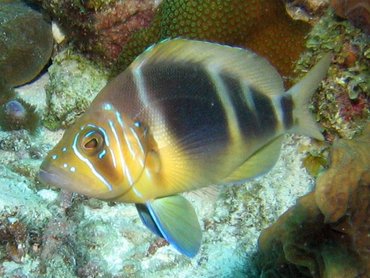 Barred Hamlet - Hypoplectrus puella - Bonaire