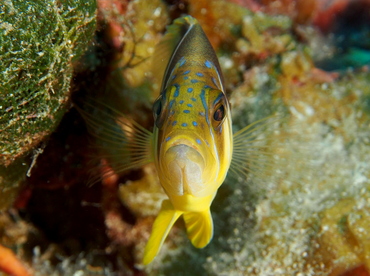 Barred Hamlet - Hypoplectrus puella - The Exumas, Bahamas