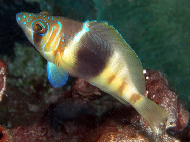 Barred Hamlet - Hypoplectrus puella - Cozumel, Mexico