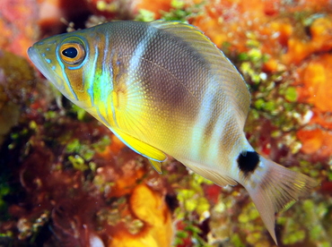 Barred Hamlet - Hypoplectrus puella - Cozumel, Mexico