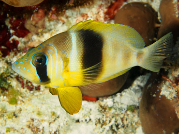 Barred Hamlet - Hypoplectrus puella - Cozumel, Mexico