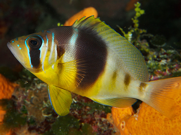 Barred Hamlet - Hypoplectrus puella - Cozumel, Mexico